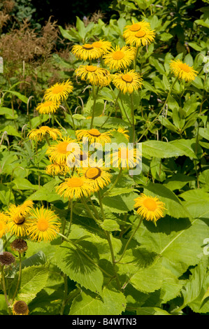 Doronicum excelsum `Harpur Crewe` Stock Photo